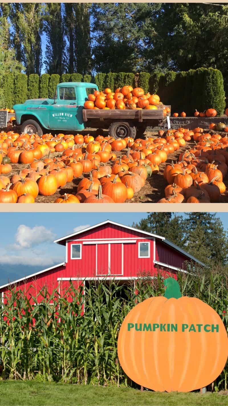 Pumpkin Patch